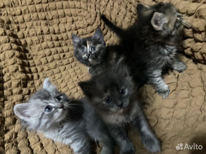 Отдам котят в добрые руки