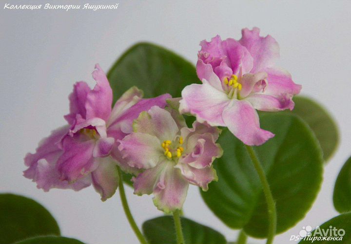 Фиалки сортовые