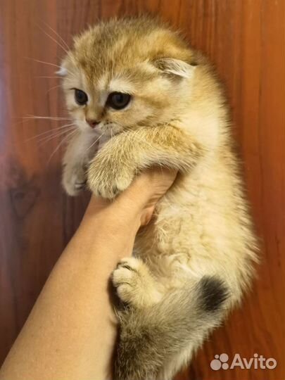 Шотландские котята