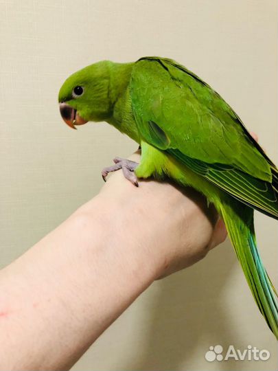 Ожереловый попугай с клеткой