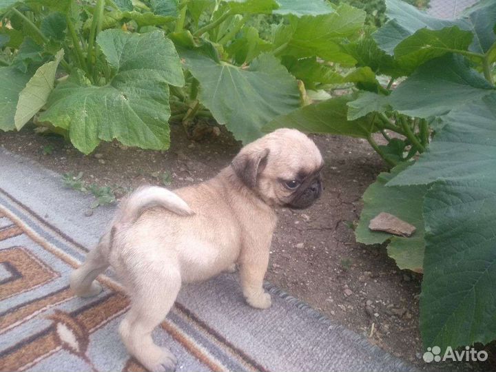 Щенки мопса