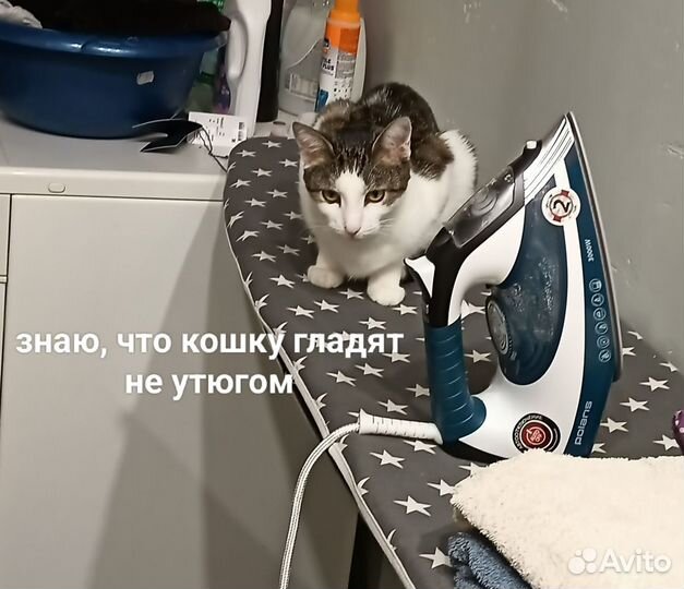 Котоняня с выездом