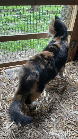 Кошке нужен дом временный или постоянный