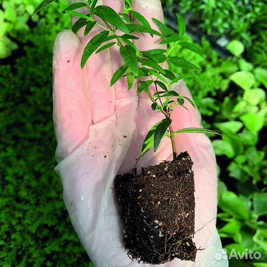 Укорененные черенки комнатных растений