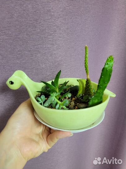 Флорариум суккуленты кактусы