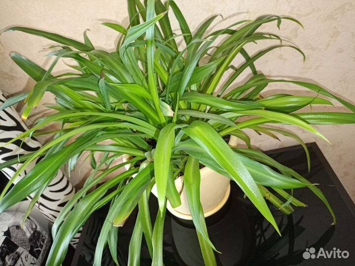 Хлорофитум