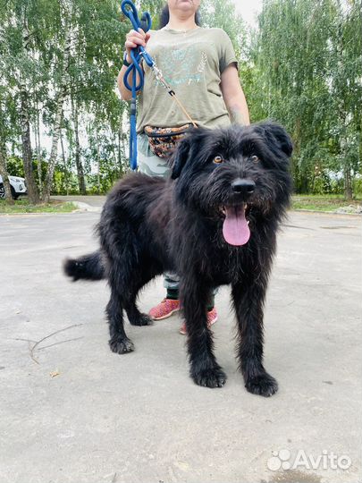 Метис рчт Русского черного терьера ищет дом