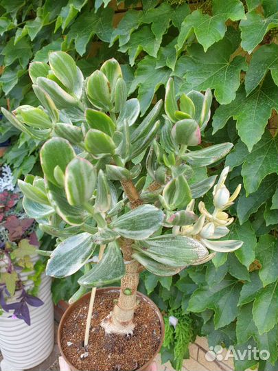 Крассула триколор вариегатная доллар хоббит берд