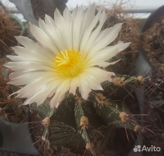 Кактусы долихотеле и другие, крассула 