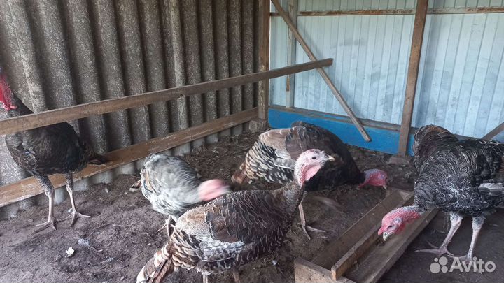 Индюки домашние