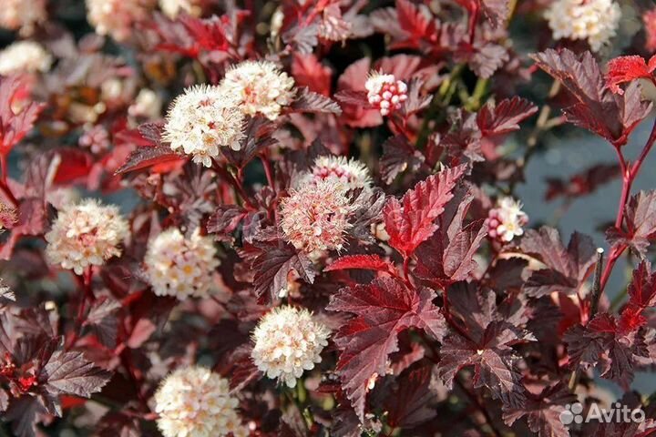 Пузыреплодники разные