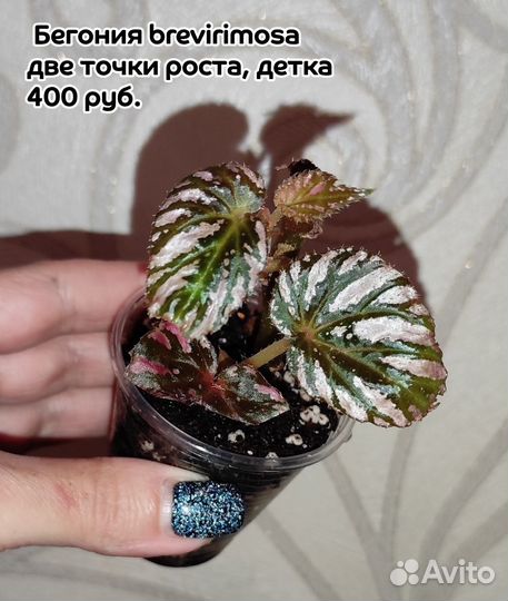 Бегонии сортовые