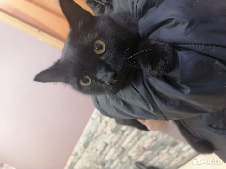 Кот мышелов чёрный