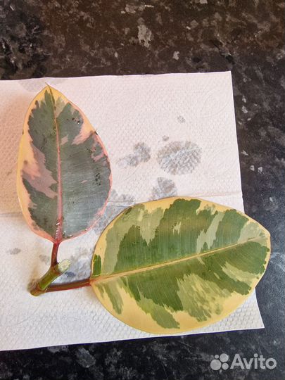 Фикусы Эластика Белиз, Эластика Тинеке, Рабуста