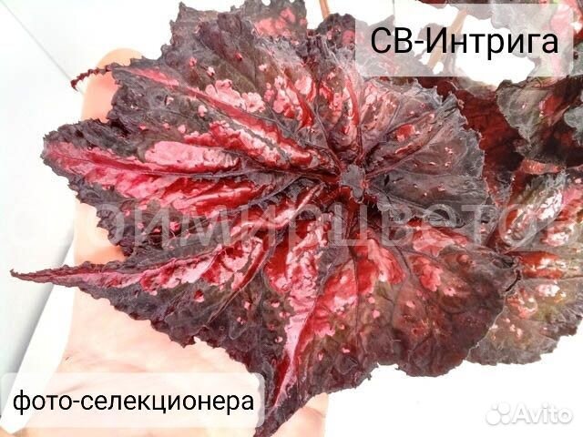 Бегонии сортовые