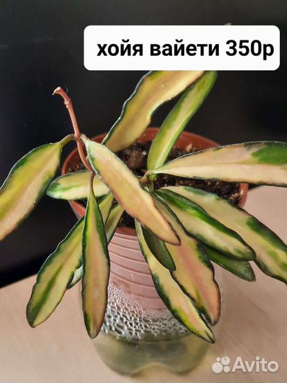 Растения разные