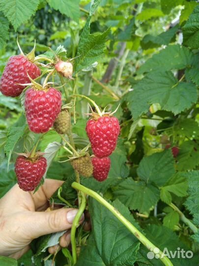 Саженцы ремонтантной малины