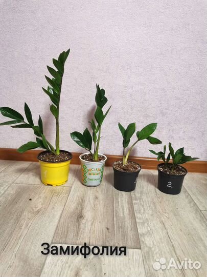 Замиокулькасы разных сортов