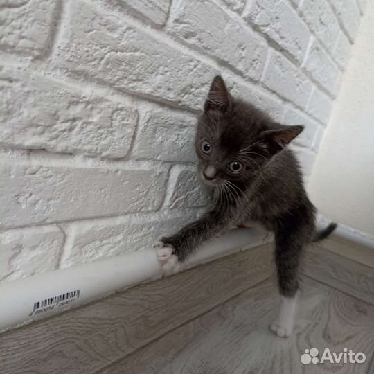 Котята бесплатно в добрые руки