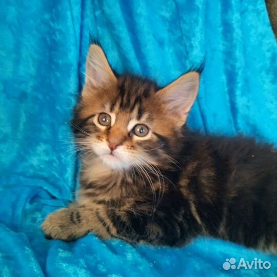 Котята мейн-кун