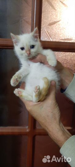 Котёнок ищет дом
