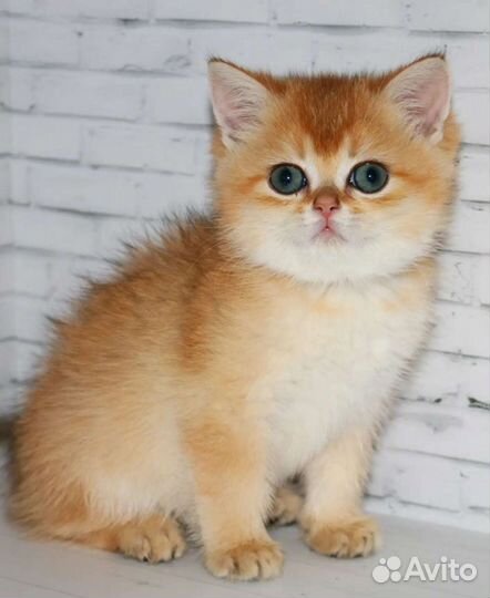 Котята золотые и серебристые шиншиллы