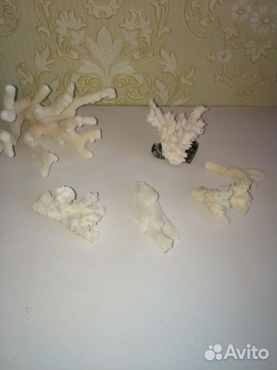 Морские кораллы