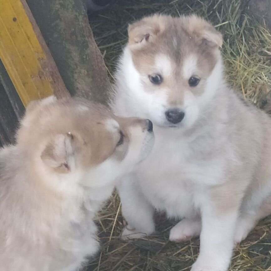 Западно сибирская лайка