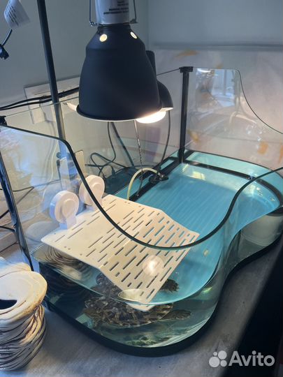 Террариум для красноухой черепахи