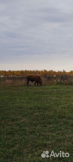 Продам быков