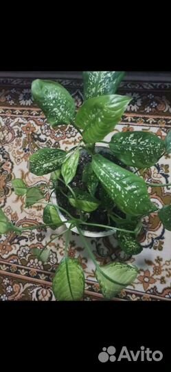 Диффенбахия