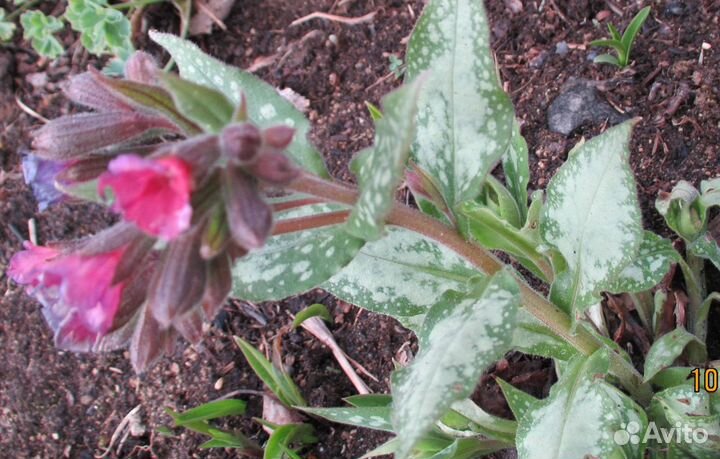 Медуница Миссис Мун