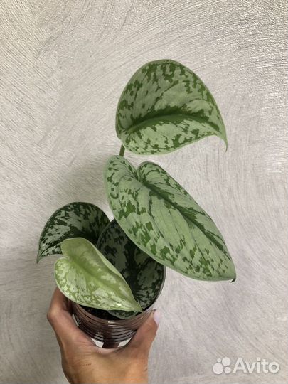 Сциндапсус пиктус треби