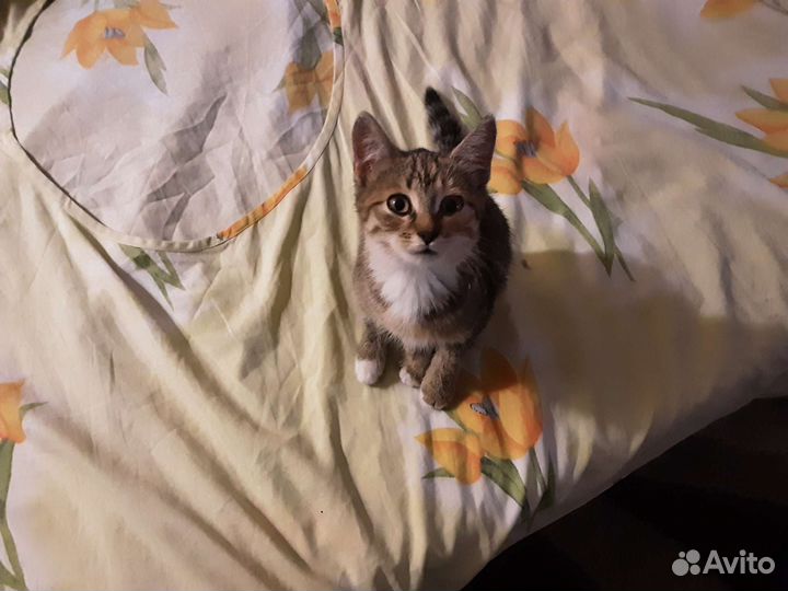 Отдам в добрые руки
