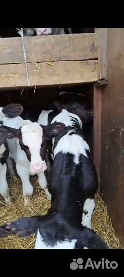 Телята бычки