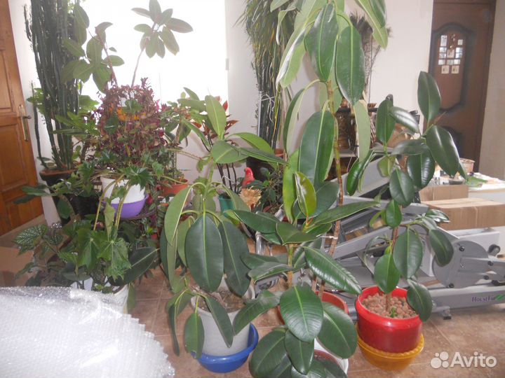 Фикус, сорт - каучуконосный - 1,5 м высотой