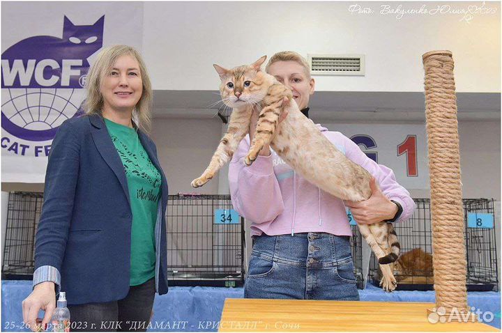 Бенгальский кот вязка/продажа