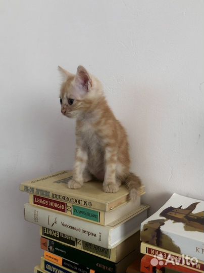 Рыжий котенок в добрые руки