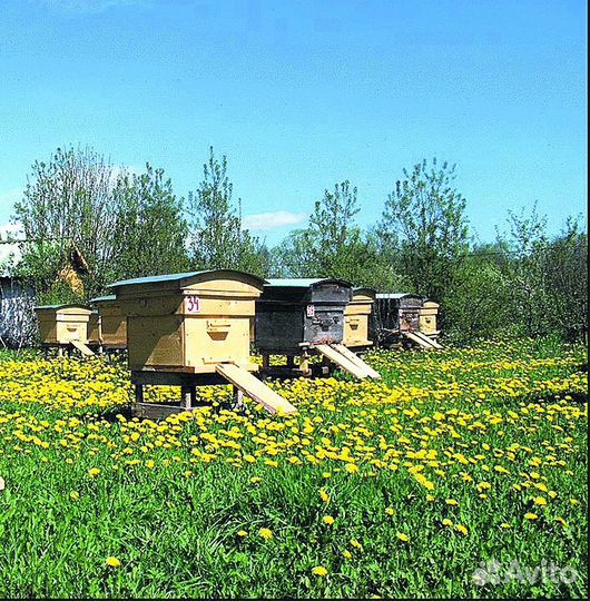 Пчелы пчелосемьи