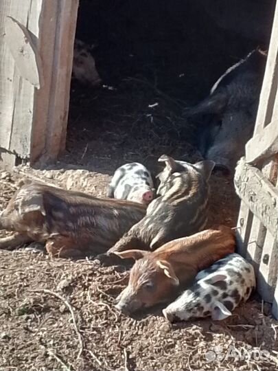 Поросята мангалица