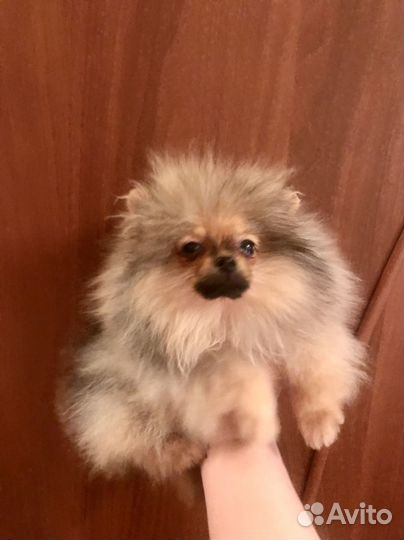 Мини шпице девочка