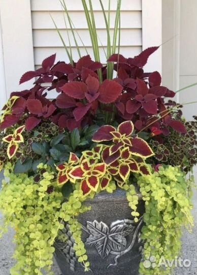 Вербейник монетчатый, флокс, арабис