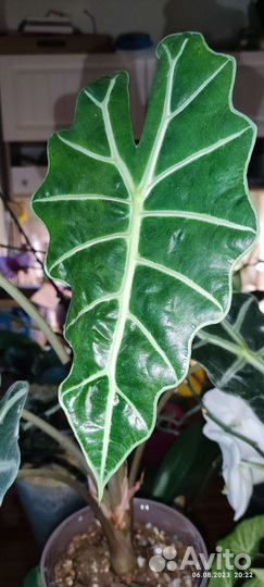 Клубни алоказии