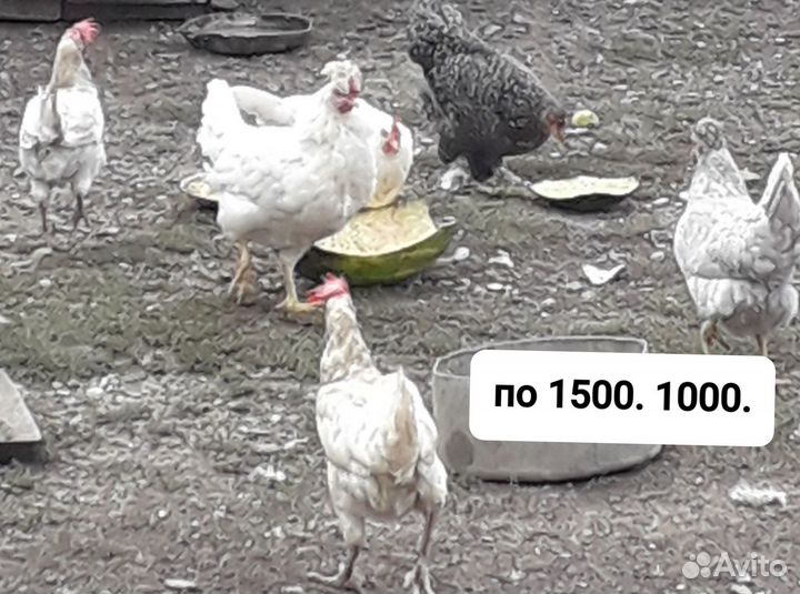 Молодые петухи