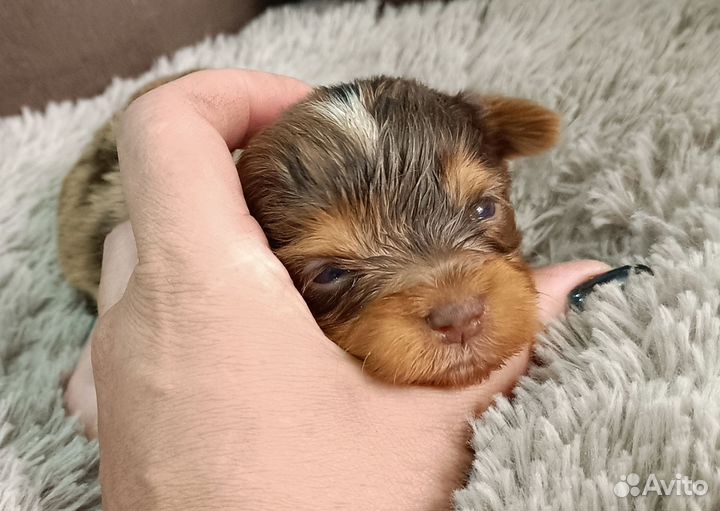 Йоркширский терьер