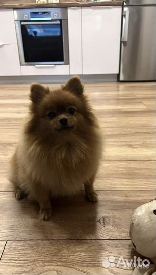 Передержка животных