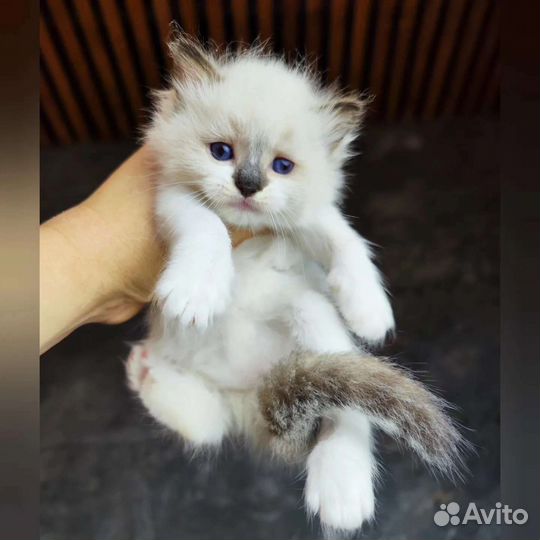 Goroshinka, рэгдолл с документами