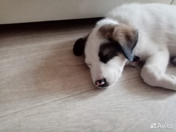 Красота и радость