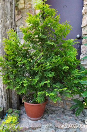 Альбиция,белая акация, хвойники, и многое другое