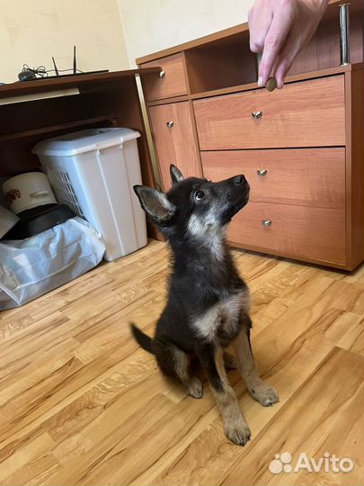 Отдам бесплатно